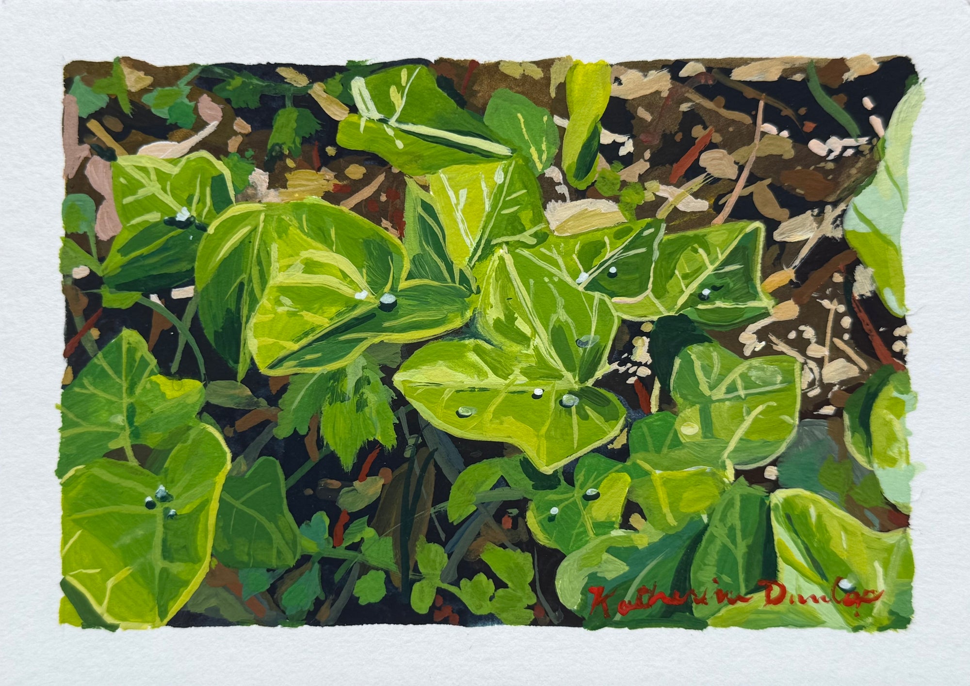 Sun is Out on Ivy