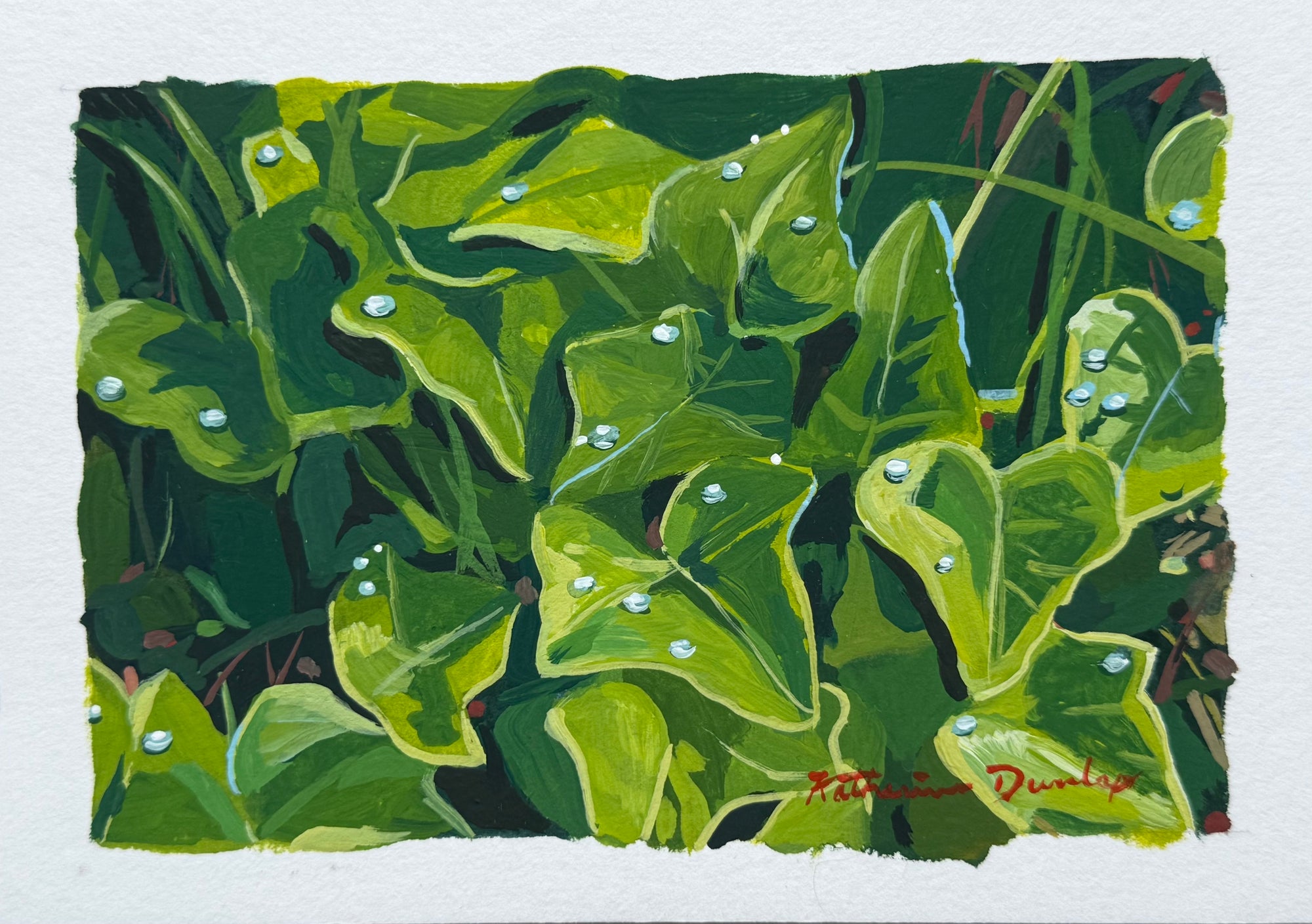 Rain on Ivy